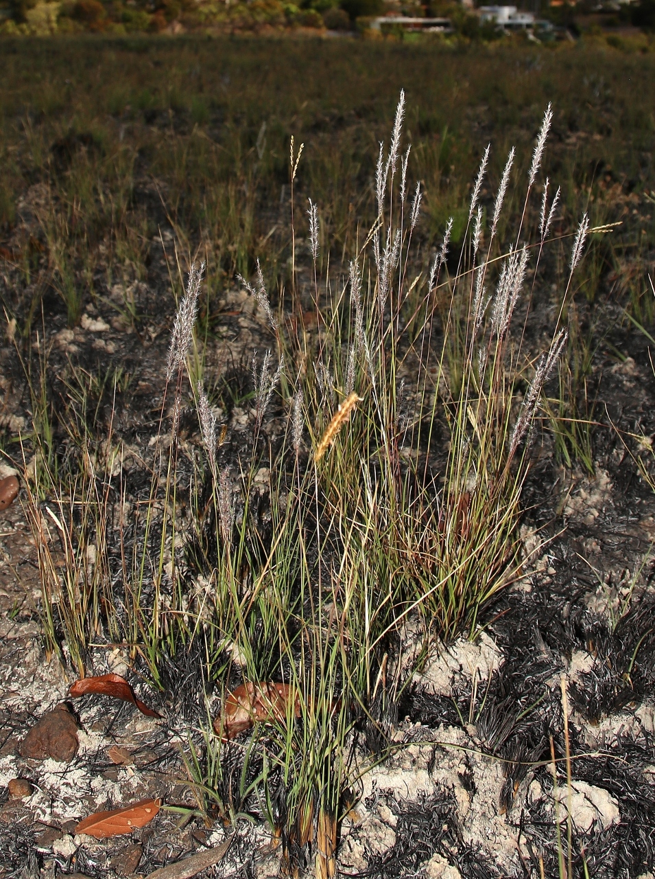 Axonopus brasiliensis
