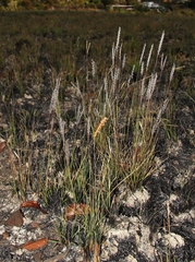 Axonopus brasiliensis