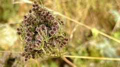 Daucus carota