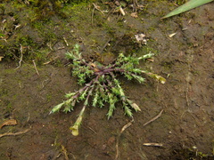 Gentiana quadrifaria
