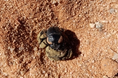 Scarabaeus hottentorum
