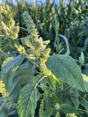 Amaranthus retroflexus