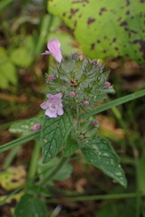 Clinopodium