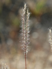 Axonopus brasiliensis