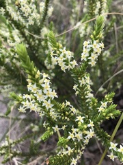 Struthiola striata
