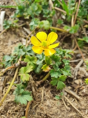 Ranunculus repens