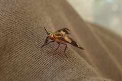 Chrysops caecutiens