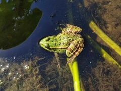 Pelophylax ridibundus