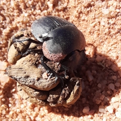 Scarabaeus hottentorum