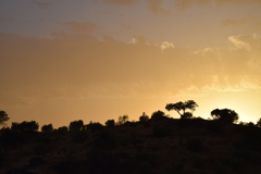 Quercus rotundifolia