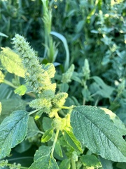 Amaranthus retroflexus