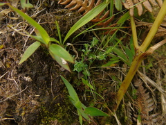 Gentiana quadrifaria