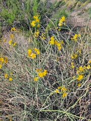 Senna armata