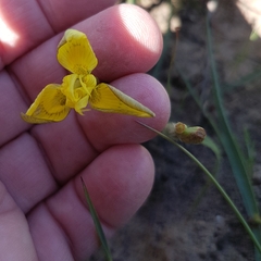 Moraea