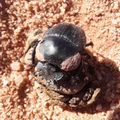 Scarabaeus hottentorum