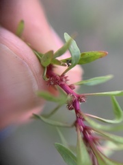 Lythrum volgense