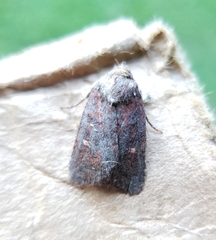 Pseudorthodes vecors