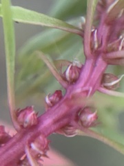 Lythrum volgense