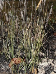 Axonopus brasiliensis
