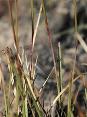 Axonopus brasiliensis
