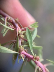 Lythrum volgense