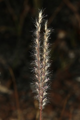 Axonopus brasiliensis