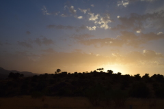 Quercus rotundifolia