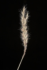 Axonopus brasiliensis