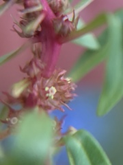 Lythrum volgense