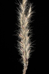 Axonopus brasiliensis
