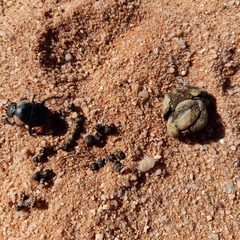 Scarabaeus hottentorum