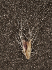 Axonopus brasiliensis