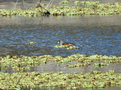 Porphyriops melanops