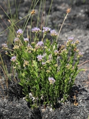 Chromolaena revoluta
