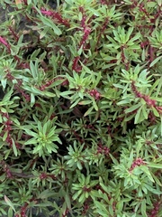 Lythrum volgense