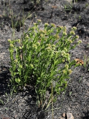 Chromolaena revoluta