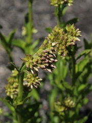 Chromolaena revoluta