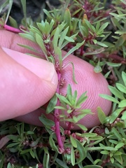 Lythrum volgense