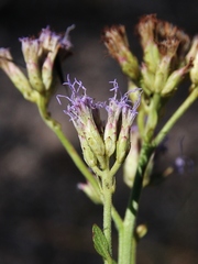 Chromolaena revoluta