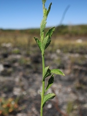 Chromolaena revoluta