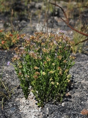 Chromolaena revoluta