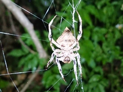 Parawixia