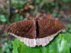 Tanaecia lepidea