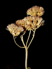 Chromolaena revoluta