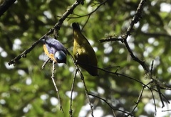 Chlorophonia elegantissima