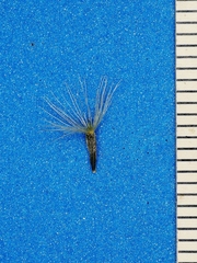 Chromolaena revoluta