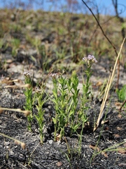 Chromolaena revoluta