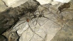 Leiobunum limbatum