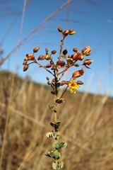 Chamaecrista brachyrachis