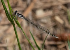 Enallagma geminatum